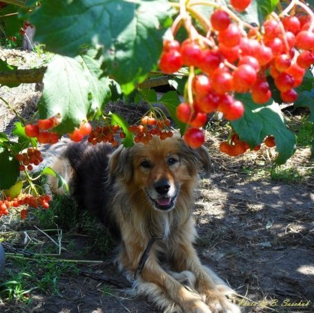 Богдан Сащук 451 «лайк»